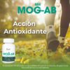 MH MOG-AB